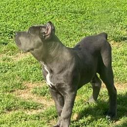 Cane Corso Puppies from Forza Cane Corso