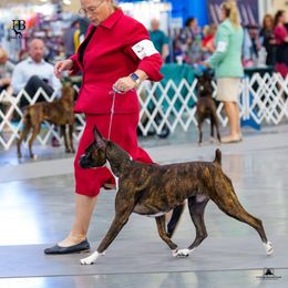 Boxer All Grown Up from Halo Boxers