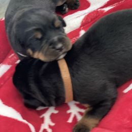 Rottweiler Puppies from Von Zak Kennels