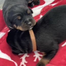 Rottweiler Puppies from Von Zak Kennels