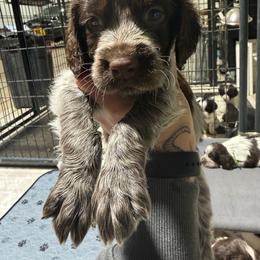 Lucky - Liver white and roan male English Springer Spaniel puppy in Ogilvie, Minnesota from V.V. Berg Kennels