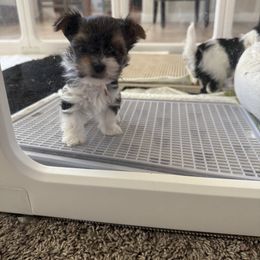 Biewer Terrier, Cavapoo, Cockapoo, Goldendoodle, Poodle, and Yorkshire Terrier Puppies from Pucci Pawfect
