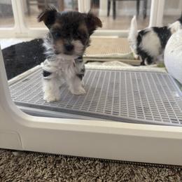Biewer Terrier, Cavapoo, Cockapoo, Goldendoodle, Poodle, and Yorkshire Terrier Puppies from Pucci Pawfect