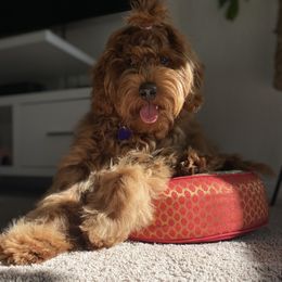 Cavapoo, Goldendoodle, and Poodle All Grown Up from Dlm_doodles
