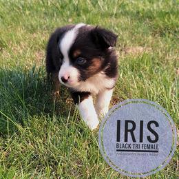 Iris - Black tri female Miniature Australian Shepherd puppy in Kettle Falls, Washington from Ellie's Miniature Australian Shepherds