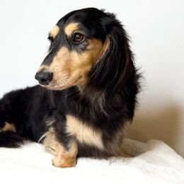 Maui - Dachshund