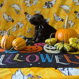 White male - Sable male German Shepherd puppy in Springfield, Ohio from Freeze Farms