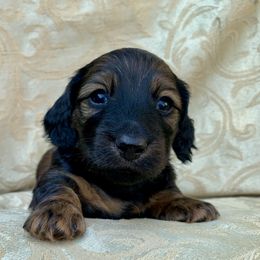 Dachshund Puppies from Hidden Haven Dachshunds