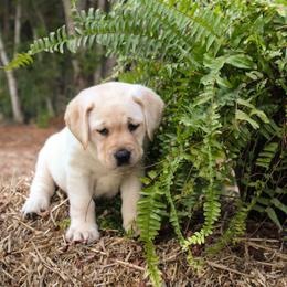 Pink Collar - Yellow female Labrador Retriever puppy in Seymour, Tennessee from Pride of the Southland Labs