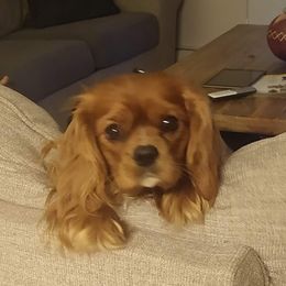 Copper - Cavalier King Charles Spaniel
