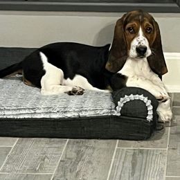 Basset Hound All Grown Up from The Kennels at Tate Farm