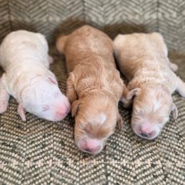 Boy 2 - Cream male Goldendoodle puppy in Glendale, Arizona from Follow Your Bliss Doodles
