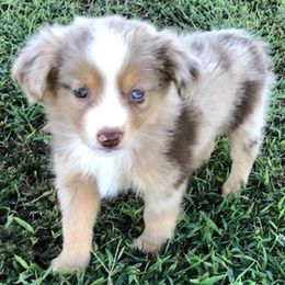 Miniature Australian Shepherds and Toy Australian Shepherds from Tonia Johnson's Toy and Miniature Australian Shepherds