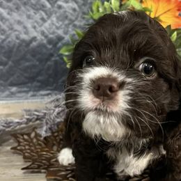 Cockapoos and Cocker Spaniels from Paradise Cockers