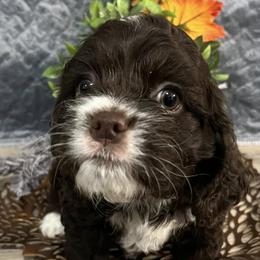 Cockapoos and Cocker Spaniels from Paradise Cockers