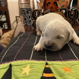 Golden Retriever Puppies from Tupelo Honey Farm's Golden Retrievers