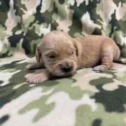 Golden Retriever Puppies from R & K Golden Acres LLC