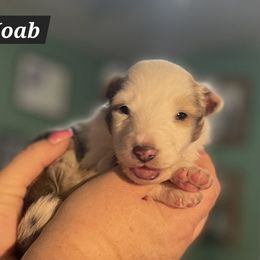 Shetland Sheepdog Puppies from Heavenly Shelties