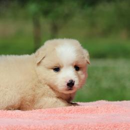 Uno - Yellow male Miniature Australian Shepherd puppy in Quapaw, Oklahoma from Rocky Hill Aussies