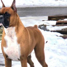 Boxers from Impression's Boxers