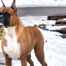 Boxers from Impression's Boxers