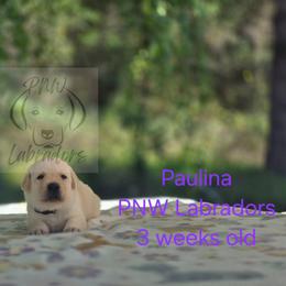 Paulina - Yellow female Labrador Retriever puppy in Rogue River, Oregon from PNW Labradors