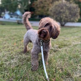 Bowie - Australian Labradoodle