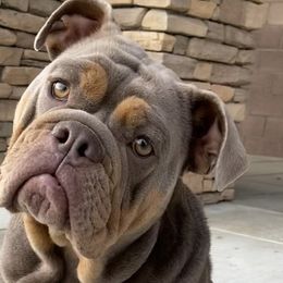 Bulldogs from Pikabullz