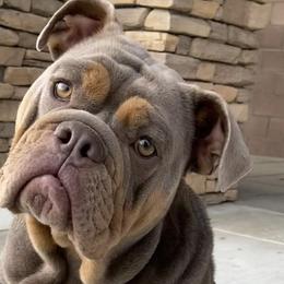 Bulldogs from Pikabullz