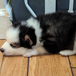 MxE B5 - Black and white male Pomsky puppy in Charlotte, Michigan from Moore Pomskies