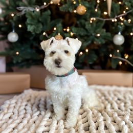 Bob - Miniature Schnauzer