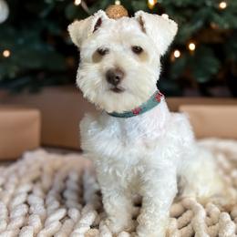 Bob - Miniature Schnauzer