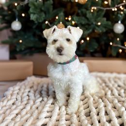 Bob - Miniature Schnauzer