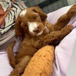 Vixen - Caramel red male Australian Labradoodle puppy in Oregon from Forever Loyal Labradoodles