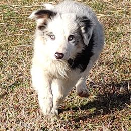 Border Collie Puppies from Bond Border Collies