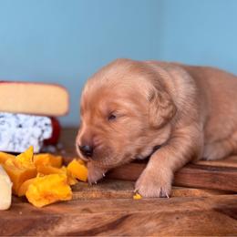 Fontina - Golden female Golden Retriever puppy in Eustis, Florida from Earley Goldens