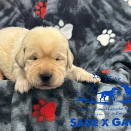 Blue collar - Yellow male Labrador Retriever puppy in Beaverdam, Virginia from Riverside Sunset Labrador Retrievers