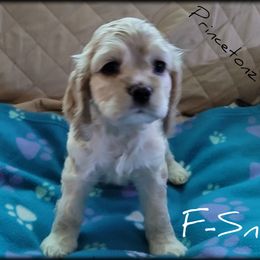 Cocker Spaniel Puppies from -PrincetonzSpanielz-