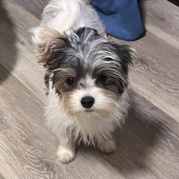 Yorkshire Terrier Puppies from Kristen’s yorkies