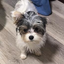 Yorkshire Terrier Puppies from Kristen’s yorkies