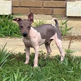 Reduced - Fergus - White and red male American Hairless Terrier puppy in Buckingham, Illinois from Gaus Hof