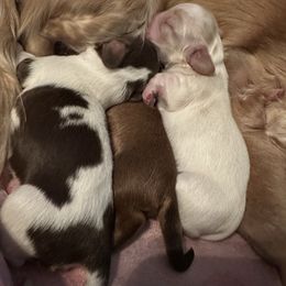 Dachshund puppies from Pine Ridge Mini Doxies