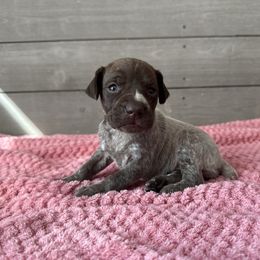 Daisy - Black roan female German Shorthaired Pointer puppy in Axton, Virginia from Red Clay Kennels