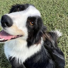 Brida - Border Collie