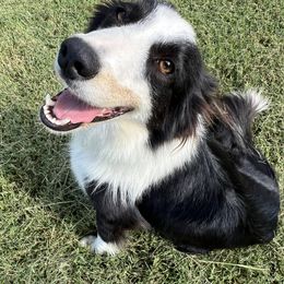 Brida - Border Collie