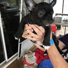 Boston Terrier, Bulldog, and French Bulldog Puppies from Tracy’s TLC Club