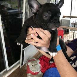 Boston Terrier, Bulldog, and French Bulldog Puppies from Tracy’s TLC Club