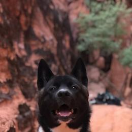 Akita Puppies from Ishikawa Akita's
