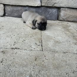 Boy 1 - Fawn male Pug puppy in Brooksville, Florida from Windsorsprings