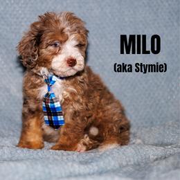 Stymie - Chocolate merle male Bernedoodle puppy in Gilbert, Arizona from Safe Havynn Doodles
